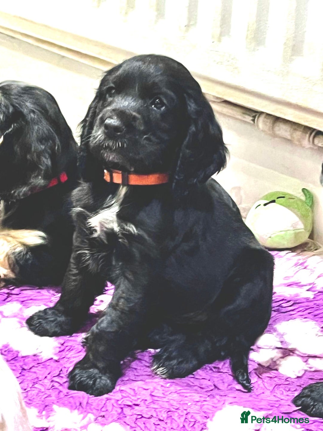 Cocker Spaniel dogs for sale: 4 stunning girl show cocker spaniels - Image 8