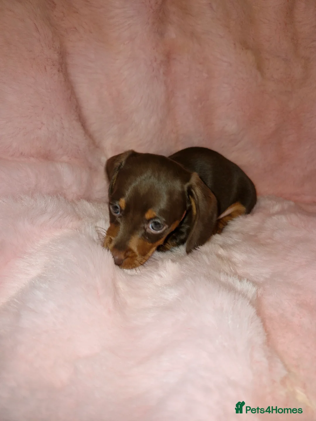 Dachshund dogs for sale: Miniature dashound  - Advert 5