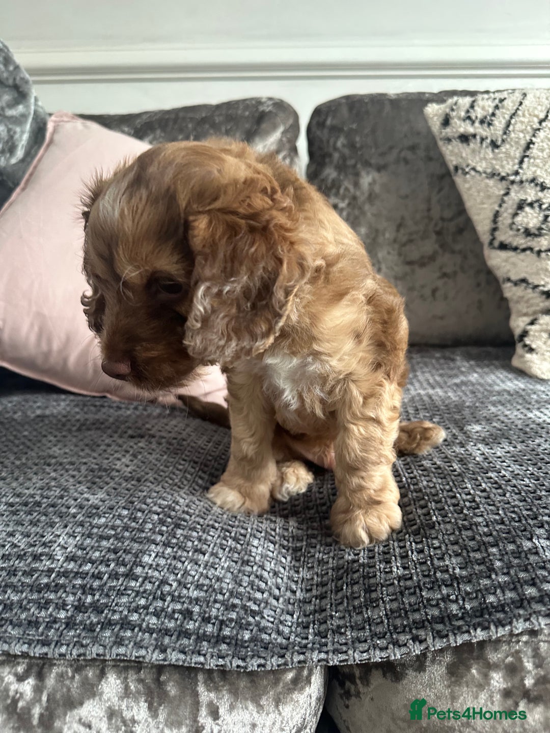 Cockapoo dogs for sale: ENGLISH SHOW F1 COCKAPOO BOY - Image 9