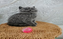 British Shorthair cats for sale: BSH🇬🇧👑🇬🇧💙British Shorthair girl😻💙 Gccf  - Image 10