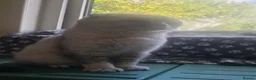 Scottish Fold cats for sale: Beautiful Scottish fold /straight kittens  - Advert 2