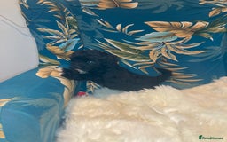 Shihpoo dogs for sale: 1 beautiful Sable shihpoo boy  - Image 24