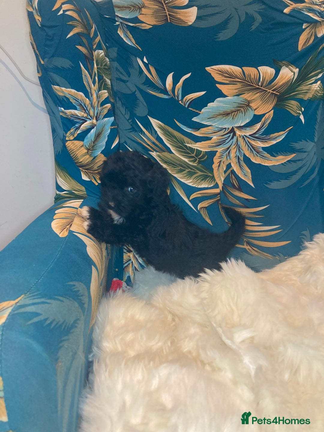 Shihpoo dogs for sale: 1 beautiful Sable shihpoo boy  - Image 24