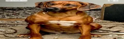 Rhodesian Ridgeback dogs for sale: Rhodesian Ridgeback puppies  - Advert 1