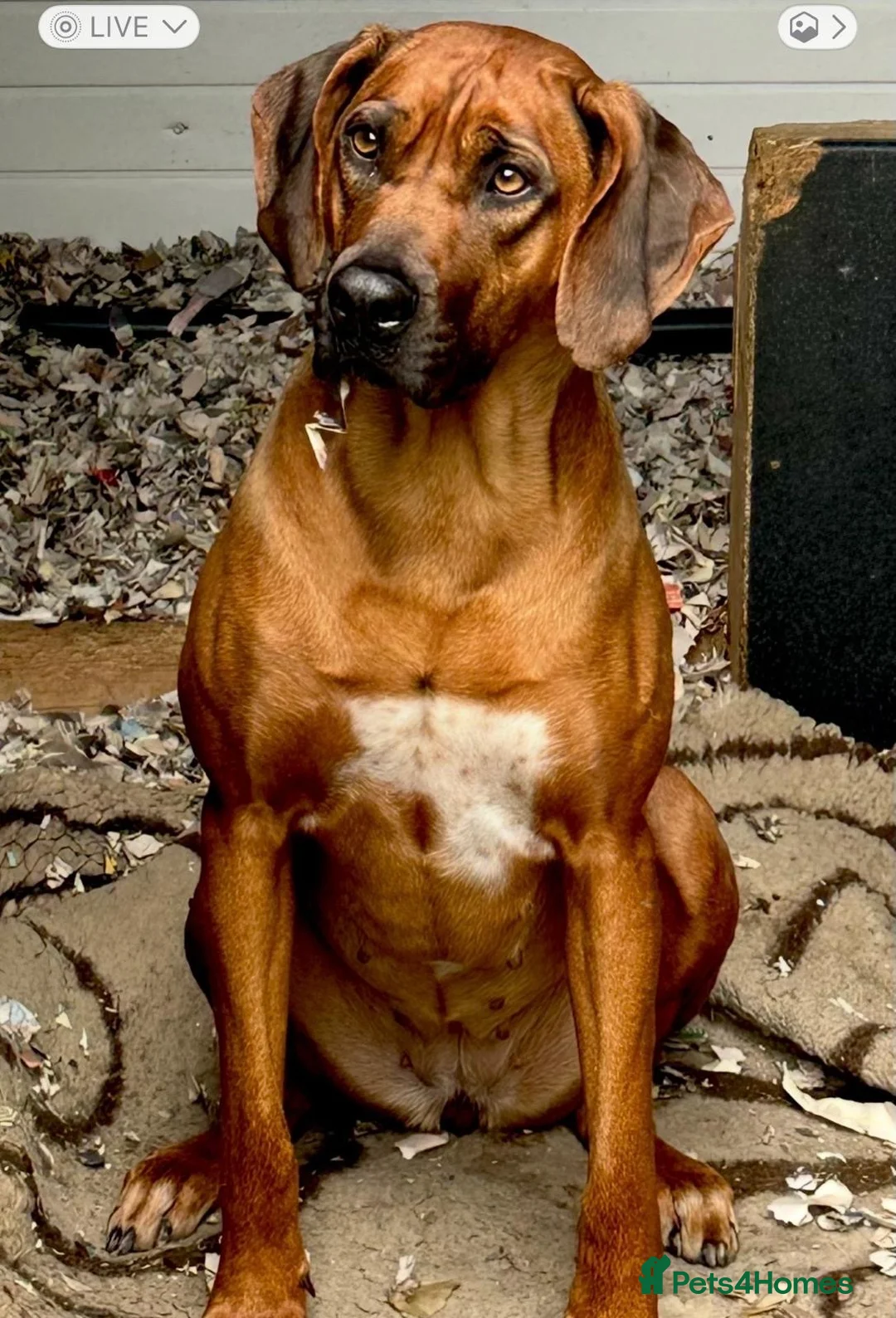 Rhodesian Ridgeback dogs for sale: Rhodesian Ridgeback puppies  - Advert 1