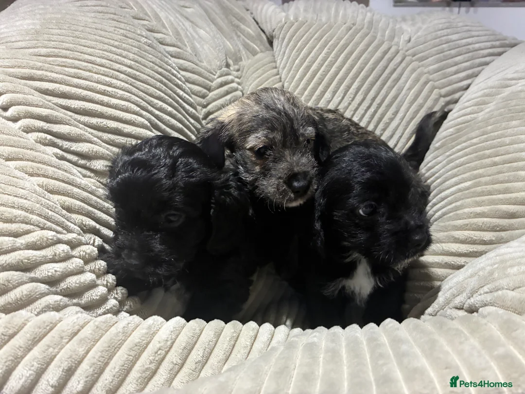 Jackapoo dogs for sale: Jackapoos for sale  - Advert 2