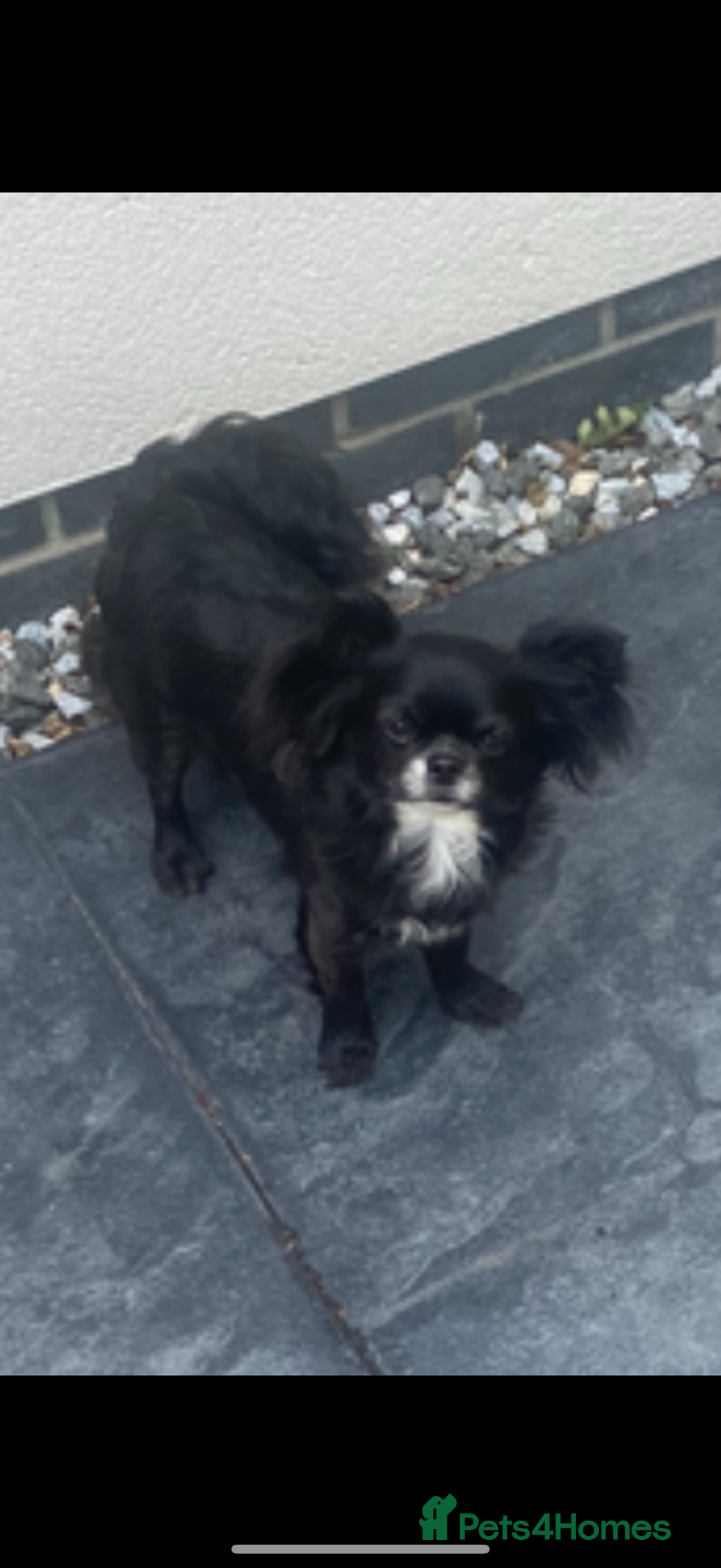Chihuahua dogs for sale: Stunning chihuahua litter  - Image 18