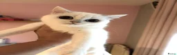 British Shorthair cats for sale: GCCF registered kittens - 1 boy 2 girls  - Advert 8