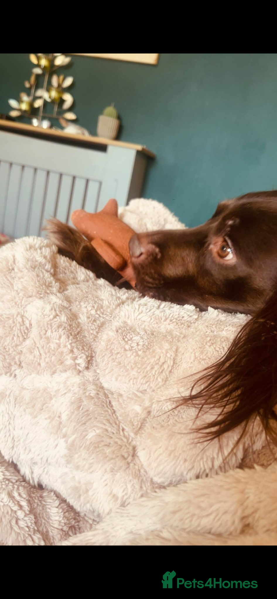 English Springer Spaniel dogs Springer Spaniel Age 4 - Advert 4