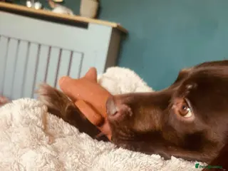 English Springer Spaniel dogs Springer Spaniel Age 4 - Advert 4