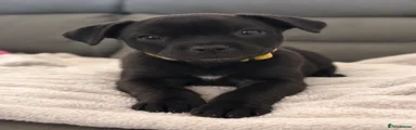 Staffordshire Bull Terrier 3