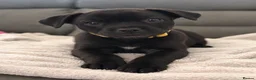 Staffordshire Bull Terrier dogs for sale: Staffordshire bull terrier pups  - Advert 6