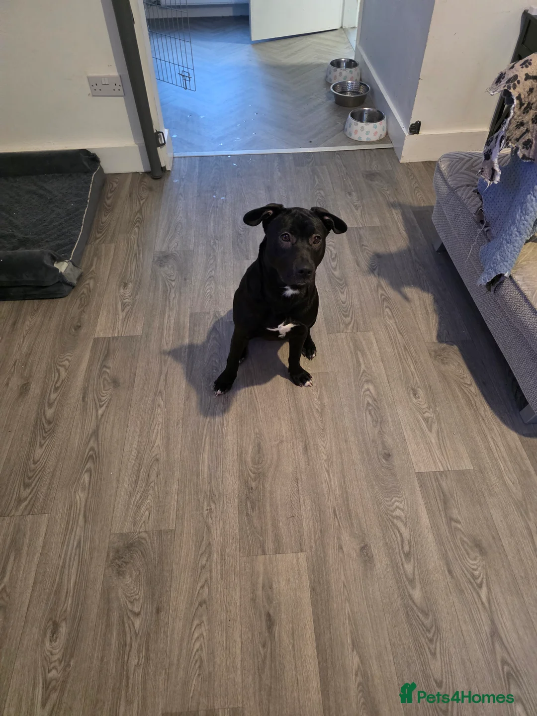 Mixed Breed dogs for sale: Kali 8 months old - Advert 3