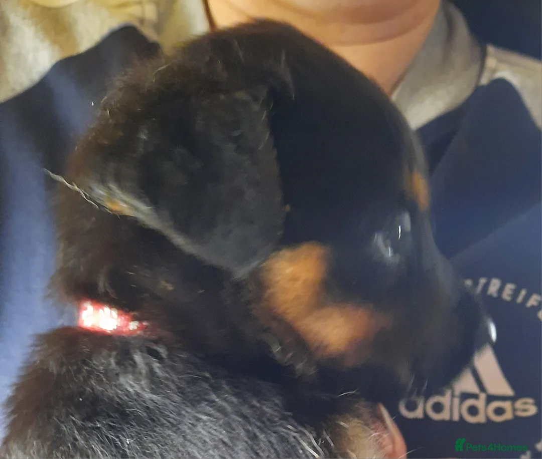 Mixed Breed dogs for sale: Rottweiler X German Shepherd Puppies  in Bristol - Advert 39