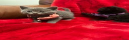 Mixed Breed cats for sale: kittens looking for a new home - Advert 2