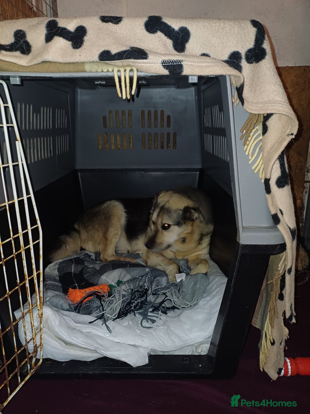 Mixed Breed dogs for adoption: 🐶Really… does nobody want to give me a chance? 💔 - Advert 4