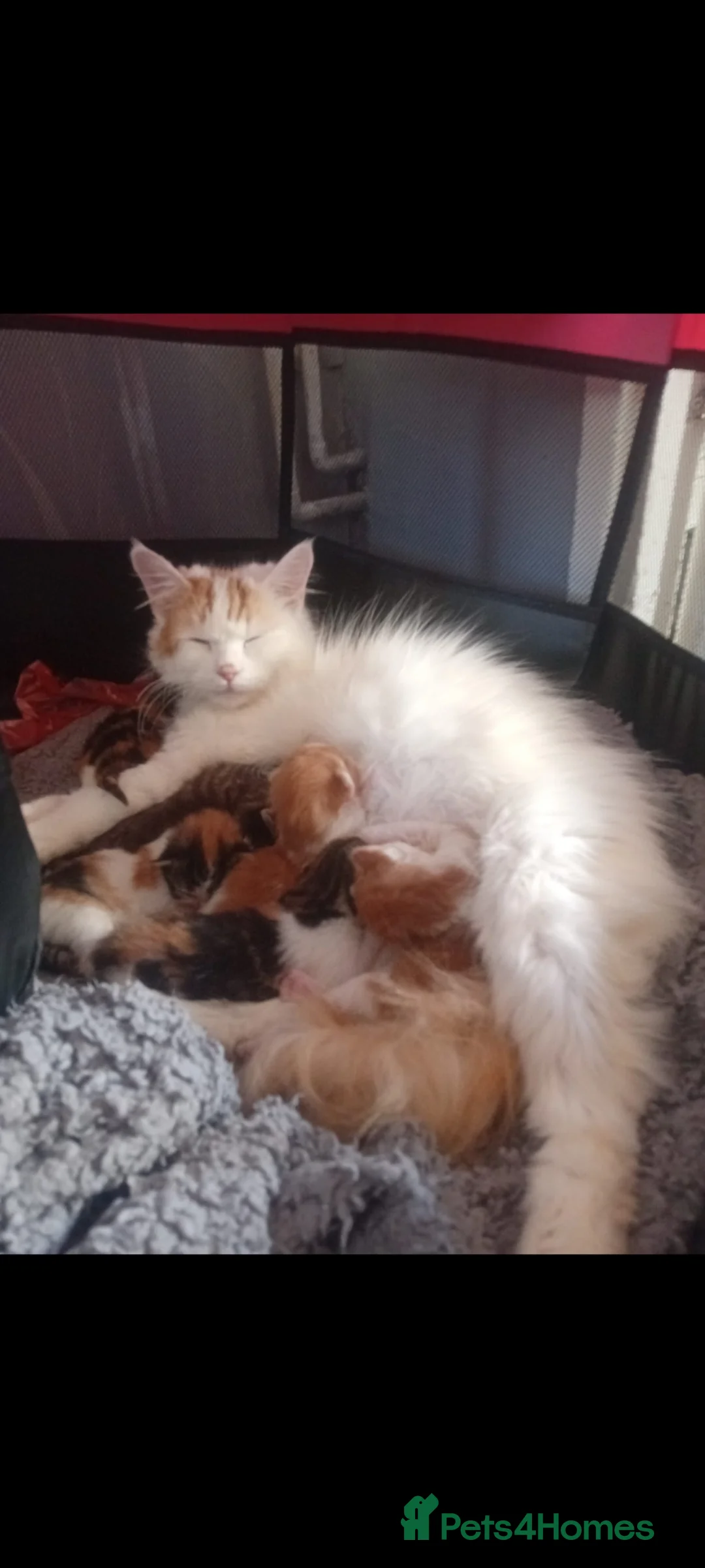 Mixed Breed cats for sale: 5 mixed ginger and calico kittens - Advert 16