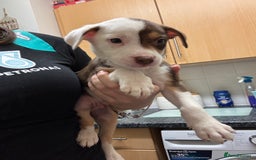 American Bulldog dogs for sale: American bulldog (READY TO GO) - Image 7