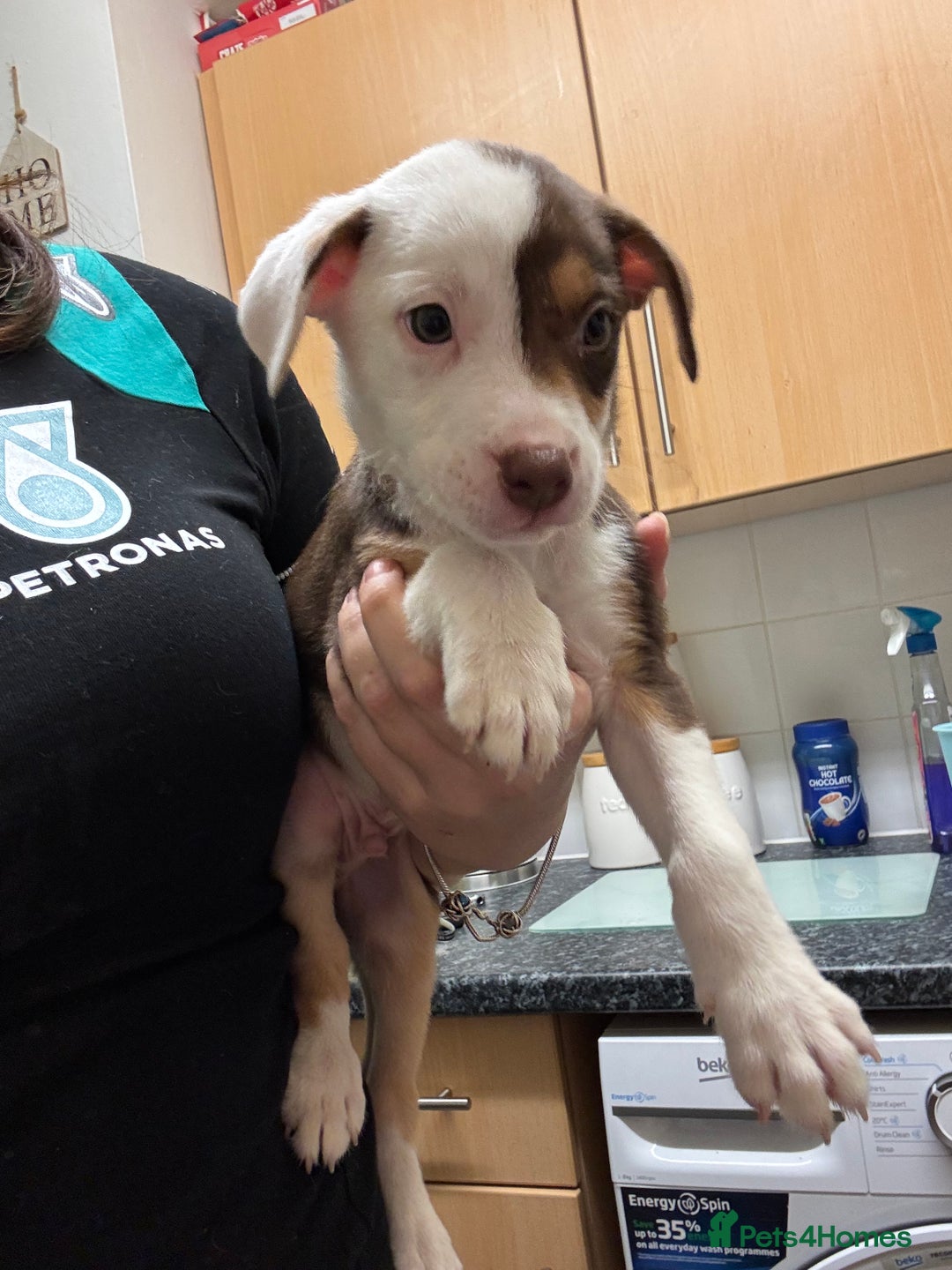 American Bulldog dogs for sale: American bulldog (READY TO GO) - Image 7
