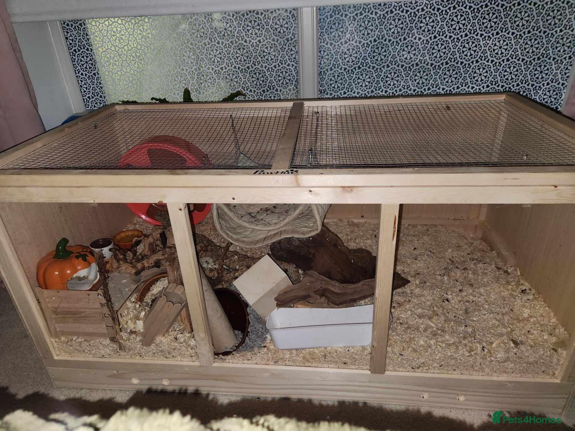 Mouse rodents Female mice and setup - Advert 3