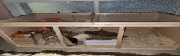 Mouse rodents for sale: Female mice and setup - Advert 1