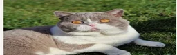 British Shorthair cats for sale: British shorthair kittens  - Advert 2