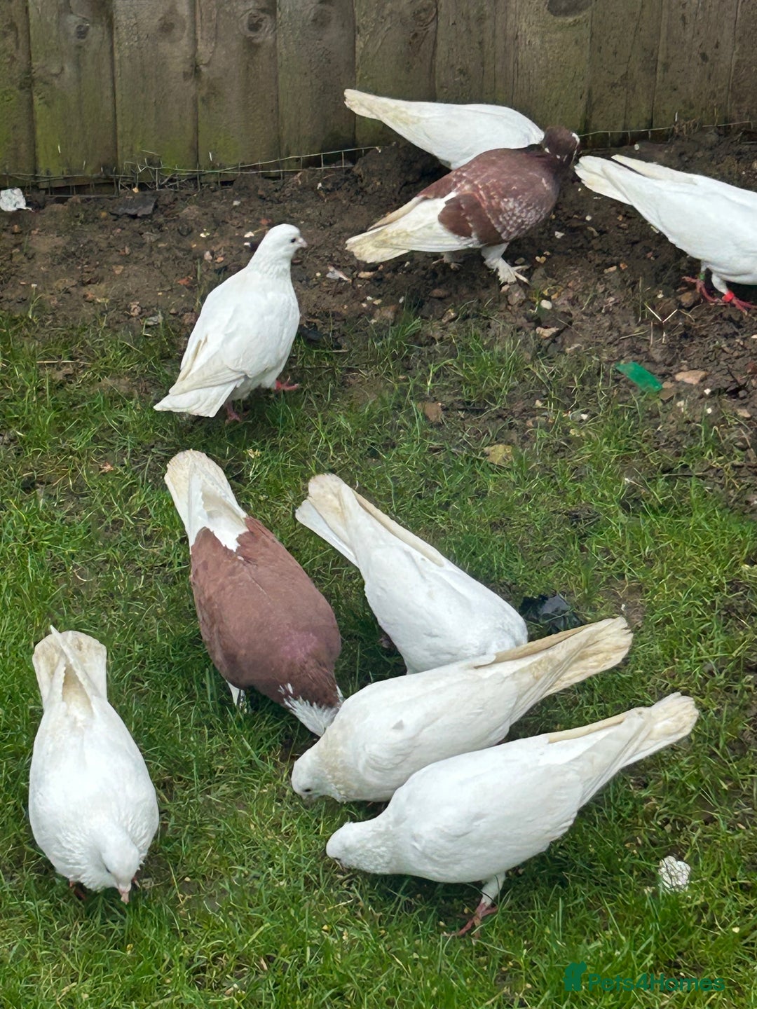 Pigeons birds for sale: Pigeons - Advert 3