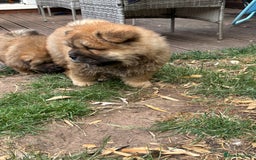 Chow Chow dogs for sale: 🐾 Chow Chow Puppies – Lilac & Chocolate Tones 🐾 - Image 6