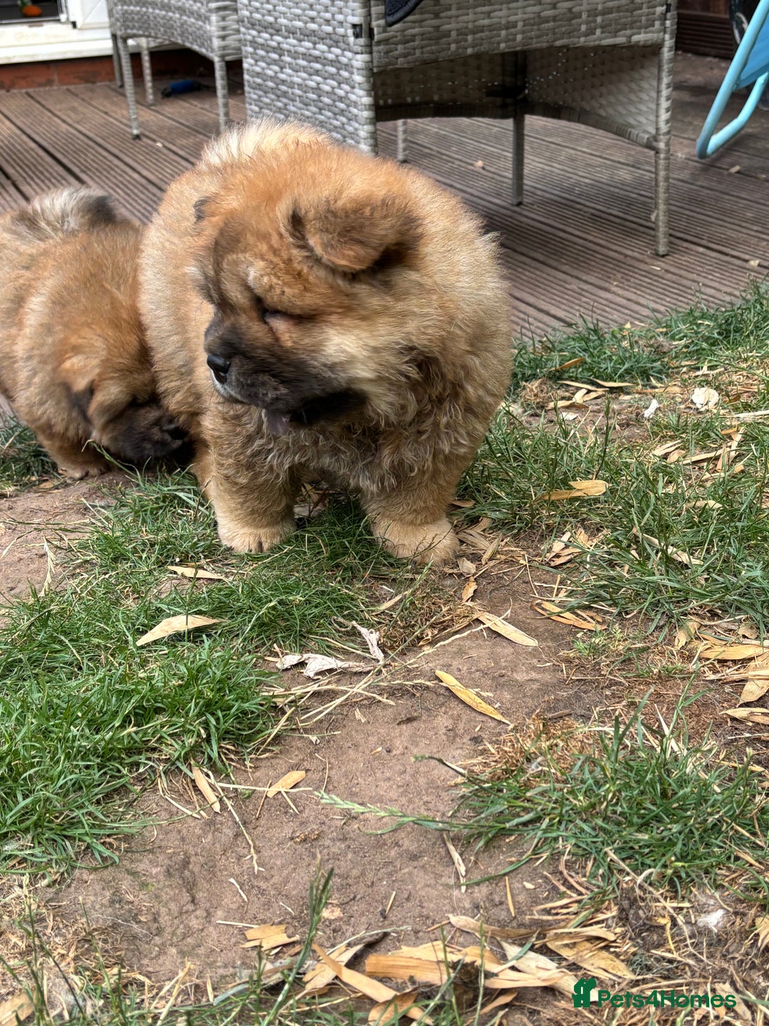 Chow Chow dogs for sale: 🐾 Chow Chow Puppies – Lilac & Chocolate Tones 🐾 - Image 6