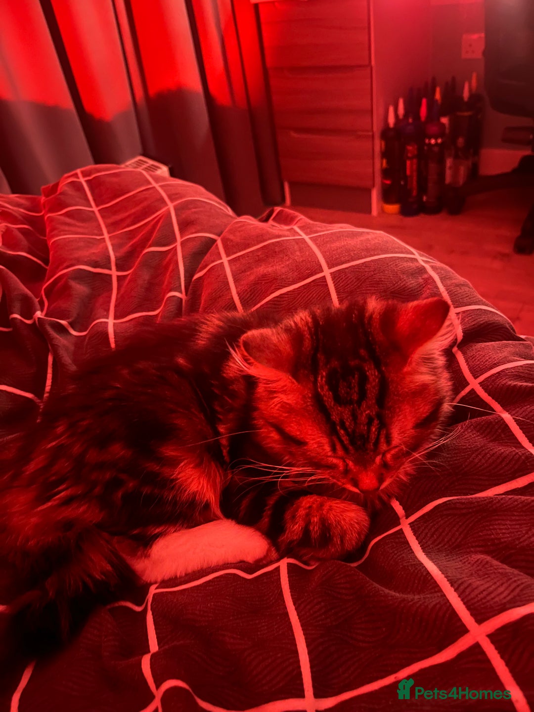 Maine Coon cats for sale: Maincoon x tabby cat  - Image 2