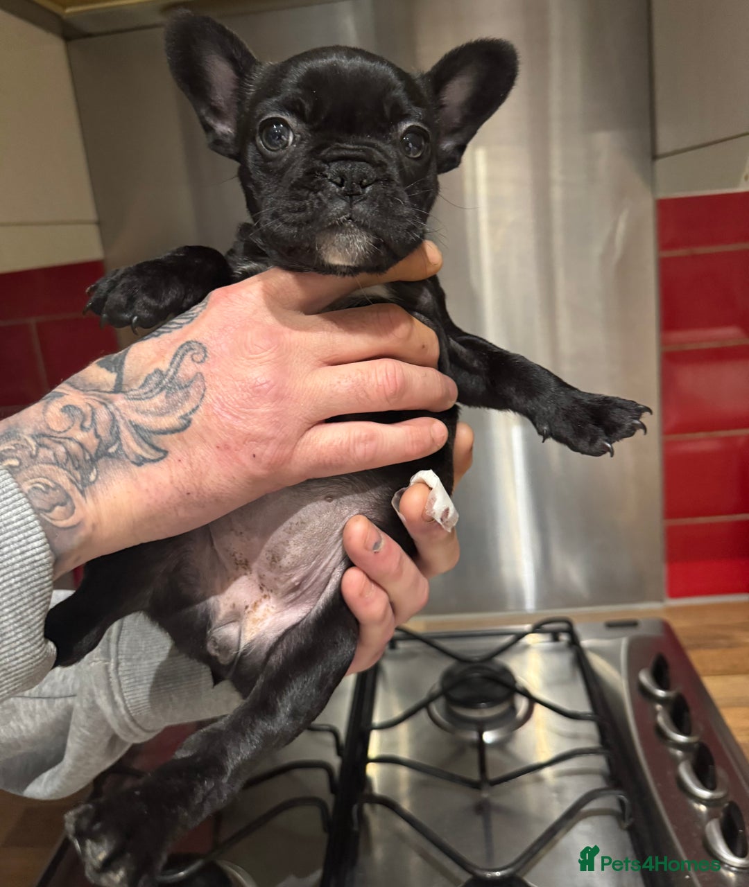 French Bulldog dogs for sale: 1 French bulldog girl left - Advert 1