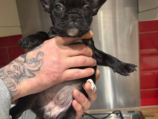 French Bulldog dogs 1 French bulldog girl left - Advert 1