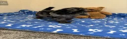 Cavapoo dogs for sale: Health tested Cavapoo puppies  - Advert 9