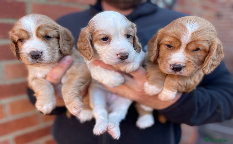 Cocker Spaniel dogs - Advert 1