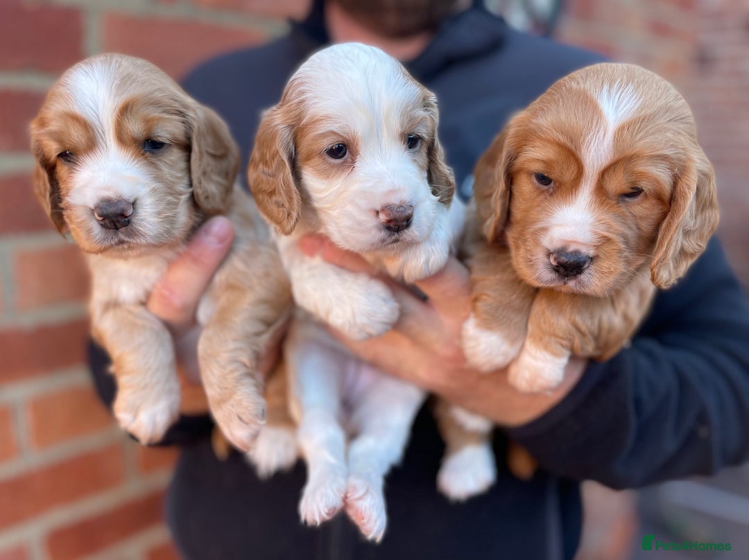 Cocker Spaniel dogs for sale: Health Tested Working Cocker Spaniels - Image 1
