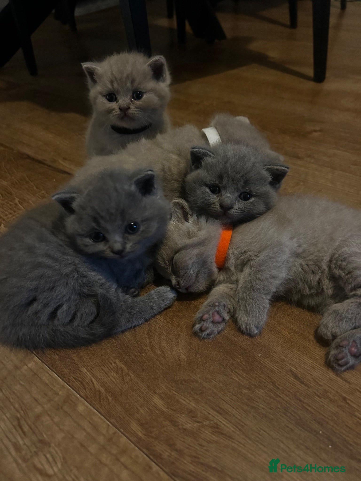 British Shorthair cats British shorthair kittens - Advert 1