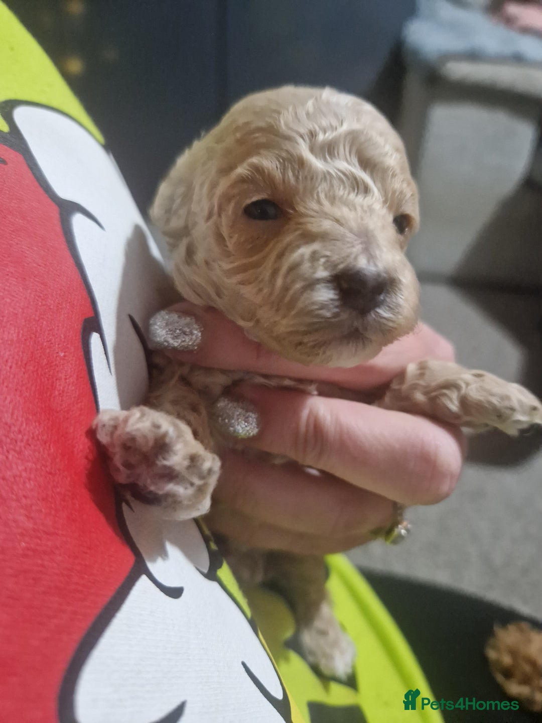 Maltipoo dogs for sale: Beautiful F1B Toy Maltipoos  - Advert 16