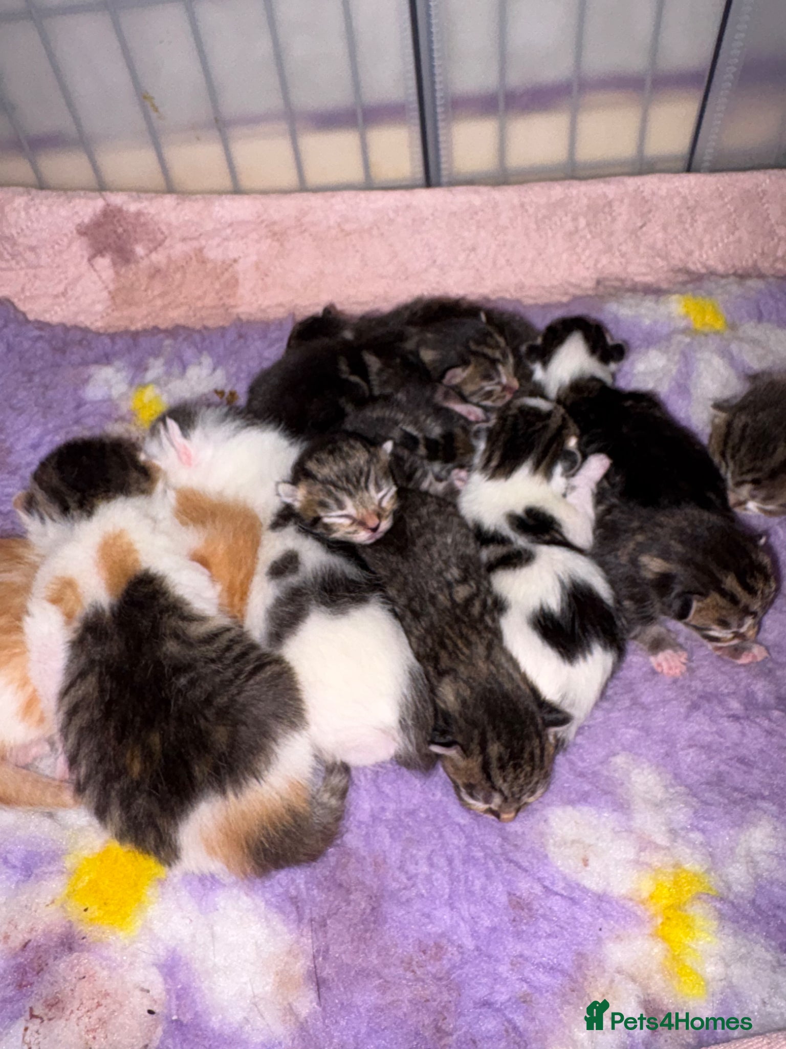 Mixed Breed cats Beautiful kittens!  - Advert 1