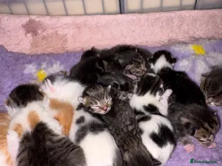Mixed Breed cats Beautiful kittens! - Advert 1