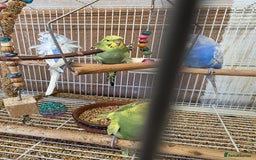Budgerigars birds for sale: Helicopter Baby Budgies - Image 3