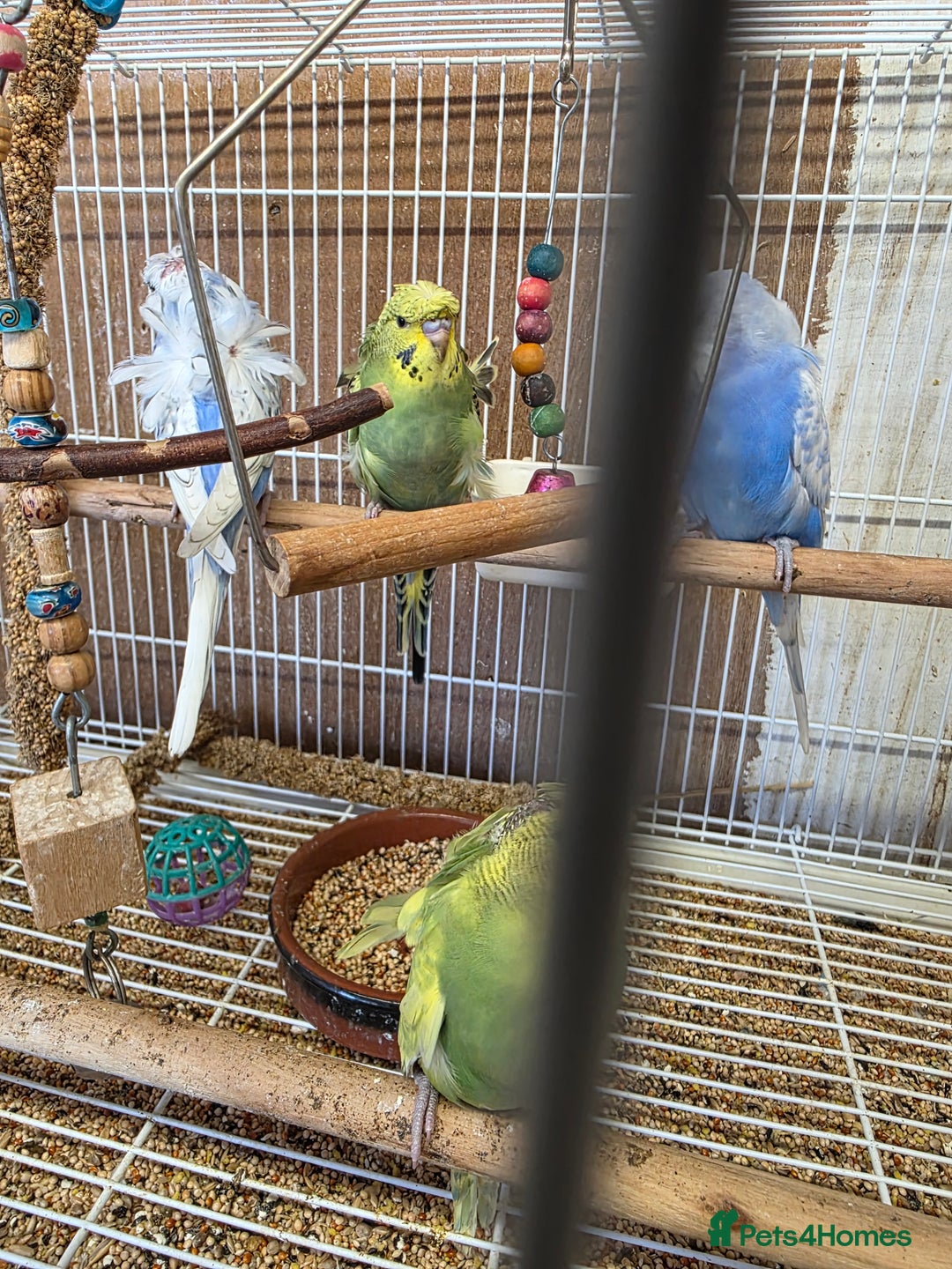 Budgerigars birds for sale: Helicopter Baby Budgies - Image 3
