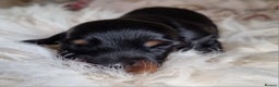 Miniature Dachshund dogs for sale: KC Reg. PRA Clear Long Haired Mini Dachshunds  - Advert 7