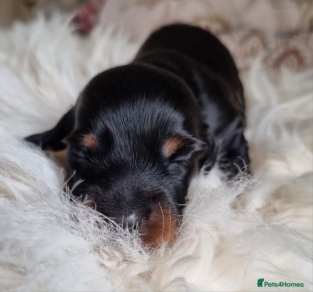 Miniature Dachshund dogs for sale: KC Reg. PRA Clear Long Haired Mini Dachshunds  - Advert 7