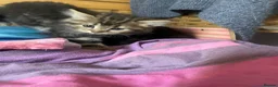 Mixed Breed cats for sale: 3 Litters of Loving and Playful Kittens  - Advert 9