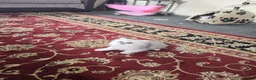 Persian cats for sale: Persian kitties in Alloa - Advert 18