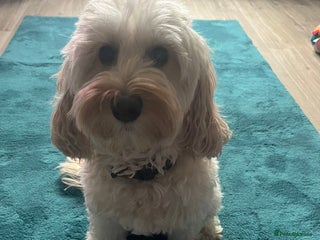 Cockapoo dogs Beautiful cockapoo puppies - Advert 5