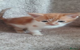 Mixed Breed cats for sale: 3 ginger males 1 calico female - Image 4