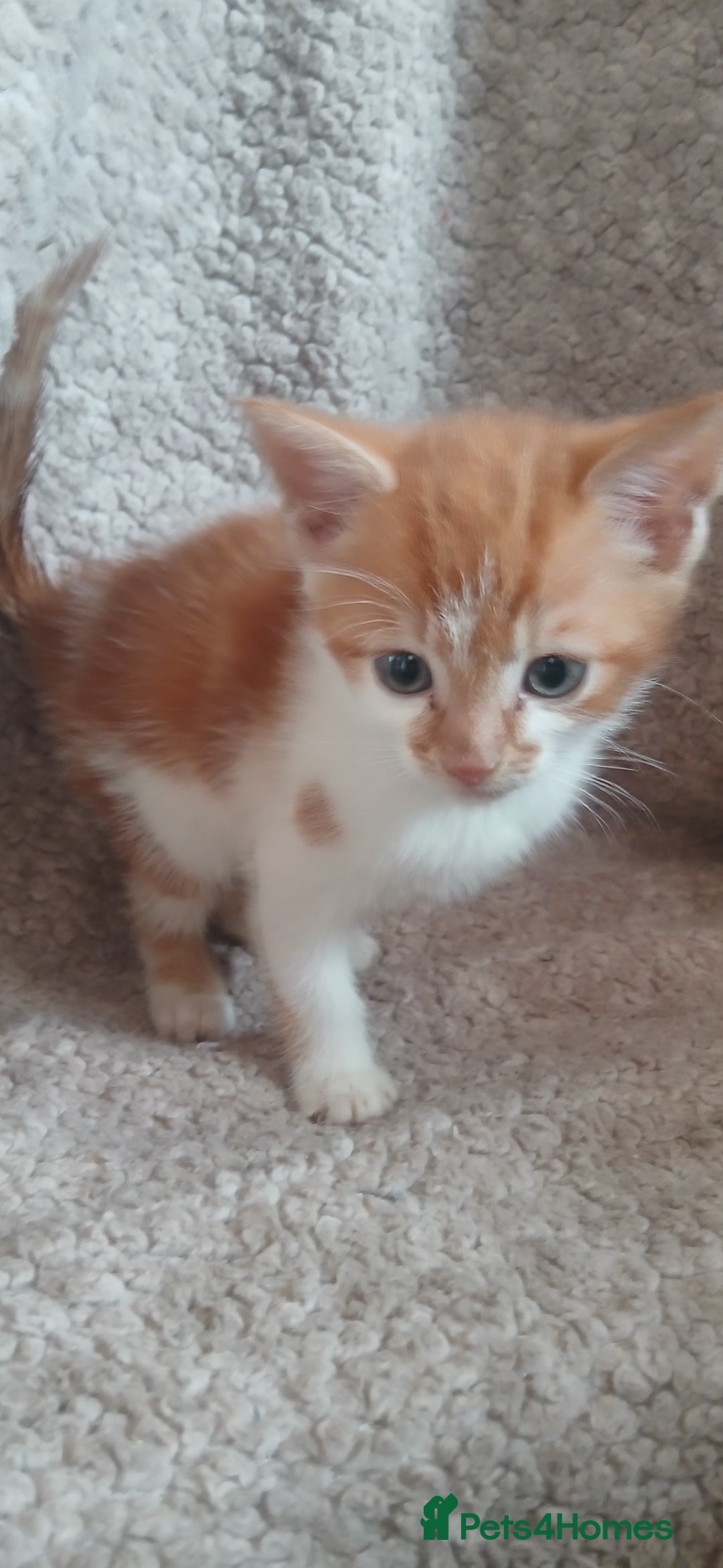 Mixed Breed cats for sale: 3 ginger males 1 calico female - Image 4