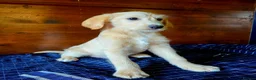 Labradoodle dogs for sale: Gold Labradoodle boy puppy - Advert 4