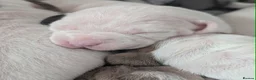 American Bulldog dogs for sale: American bulldogs  - Advert 10